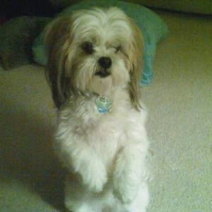 Meet your Posher, Connie